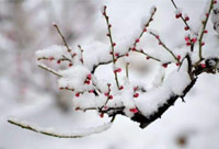 雪去春來，喜迎新一年